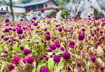 千岛湖石林景区第 38 张图片