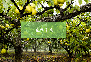 伊园景区第 46 张图片