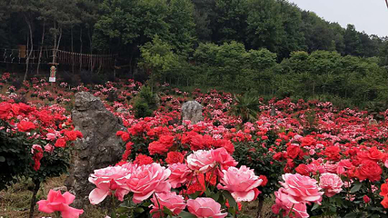 武汉市花海石林风景区第 8 张图片