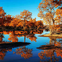 额济纳胡杨林旅游区