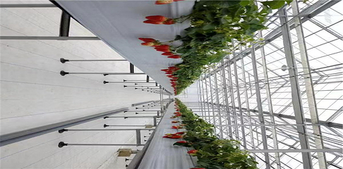 德芳有机农场第 10 张图片