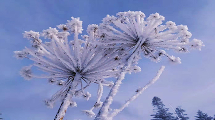长白山仙峰雪岭景区第 51 张图片