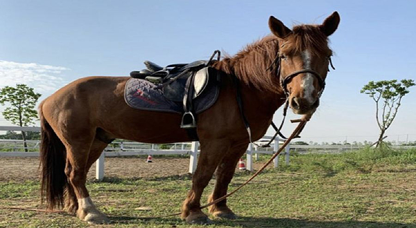 伯乐马汇马术俱乐部