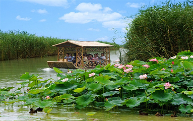 泗洪洪泽湖湿地景区第 32 张图片