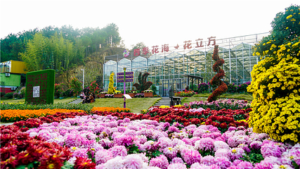 英山四季花海景区第 24 张图片