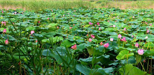 衡水湖旅游景区第 17 张图片