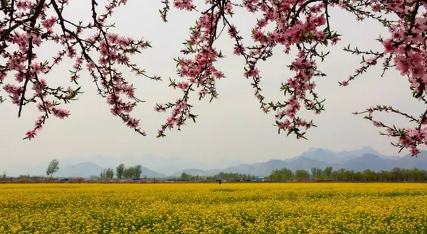 狼牙山田园花海