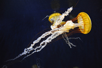 新江之岛水族馆第 11 张图片