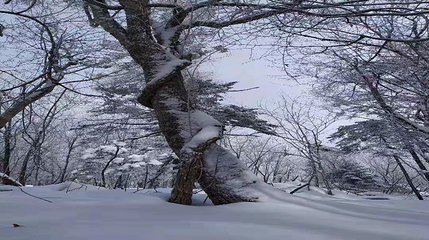 长白山仙峰雪岭景区第 69 张图片