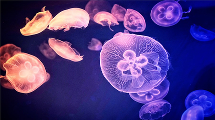 华夏文旅海洋公园第 76 张图片