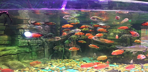 湄公河水底世界第 20 张图片