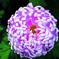 莲花湖国家城市湿地公园