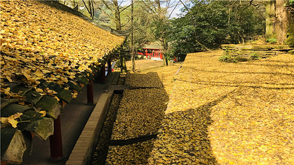 蒙顶山第 69 张图片