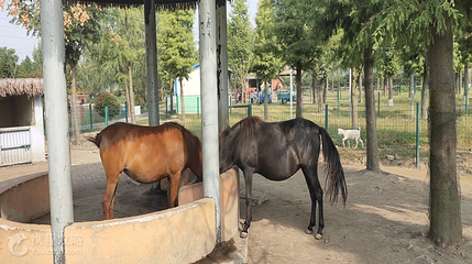 溱湖湾森林动物王国第 4 张图片