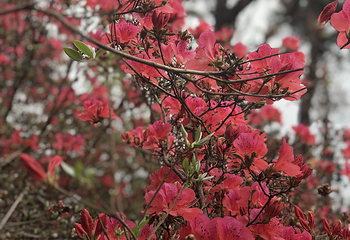 蔡甸消泗油菜花第 21 张图片