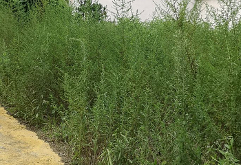 大木林下花园第 18 张图片