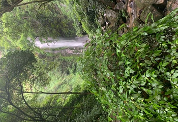 莫里热带雨林景区第 55 张图片