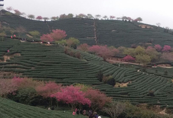 永福台品樱花茶园第 40 张图片