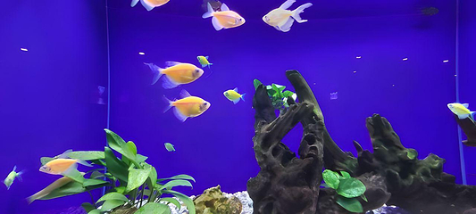 北海海底世界第 85 张图片