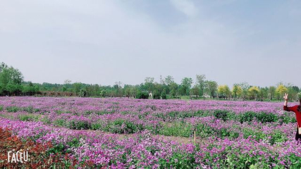普兰斯薰衣草庄园第 29 张图片