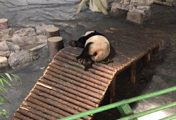下渚湖熊猫园第 26 张图片
