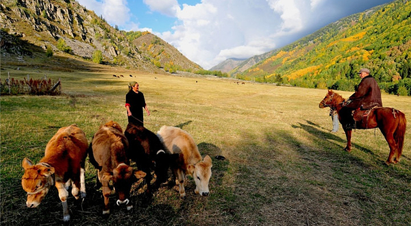 加什哈拉盖牧场