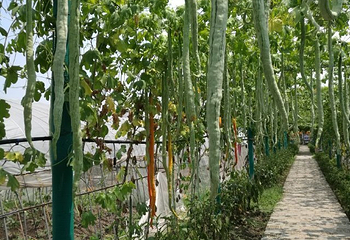 马陆葡萄主题公园第 27 张图片