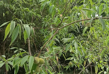 金鸡湖桃花岛第 23 张图片