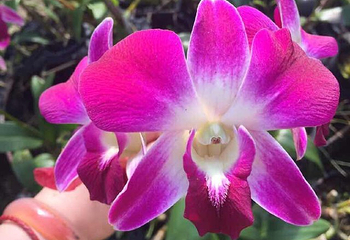 兴隆热带花园第 27 张图片