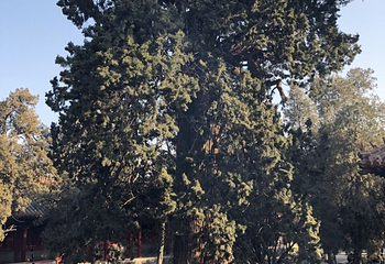 明光寺佛教文化景区第 50 张图片