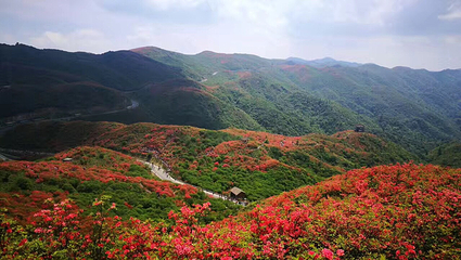大围山国家森林公园第 69 张图片