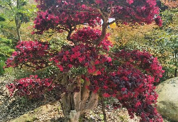 紫薇都市田园第 72 张图片