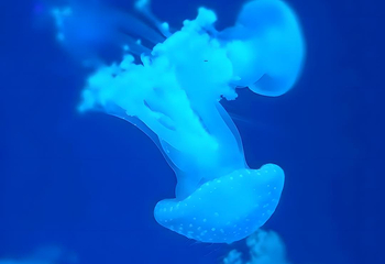 海合安武汉极地海洋公园第 69 张图片