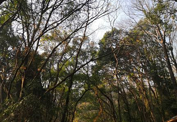 观音桥景区第 34 张图片