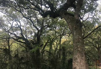 慧济禅寺第 15 张图片
