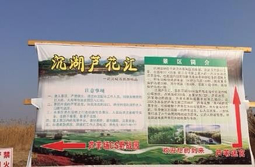沉湖芦花汇第 4 张图片