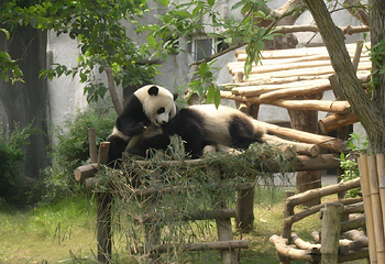 成都大熊猫繁育研究基地第 32 张图片