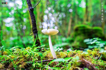 王朗国家级自然保护区第 38 张图片