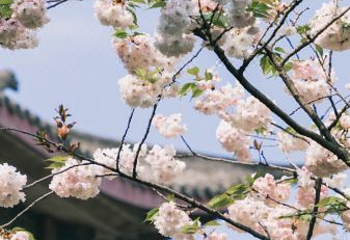 四川大学(望江校区)第 21 张图片