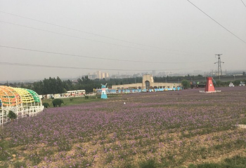 紫海芳庭薰衣草庄园第 11 张图片