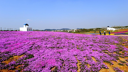 江夏薰香悦花卉世界第 16 张图片