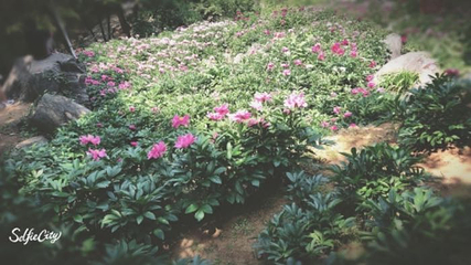 丫山花海石林第 42 张图片