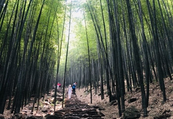 宜兴竹海风景区第 50 张图片