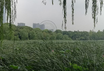 金鸡湖桃花岛第 21 张图片
