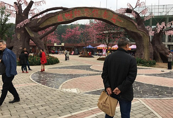 绵阳盛世樱花悠乐谷第 32 张图片