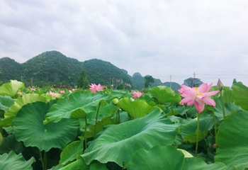 普者黑天鹅湖第 26 张图片
