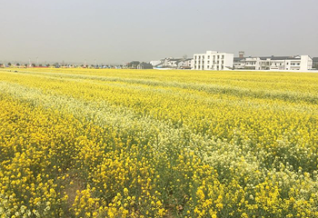 蔡甸消泗油菜花第 27 张图片