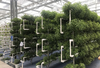 莘县中原现代农业嘉年华第 19 张图片
