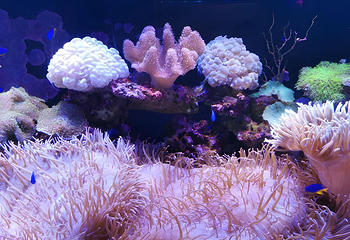 福州欧乐堡海洋世界第 81 张图片