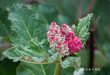 林虑山第 10 张图片